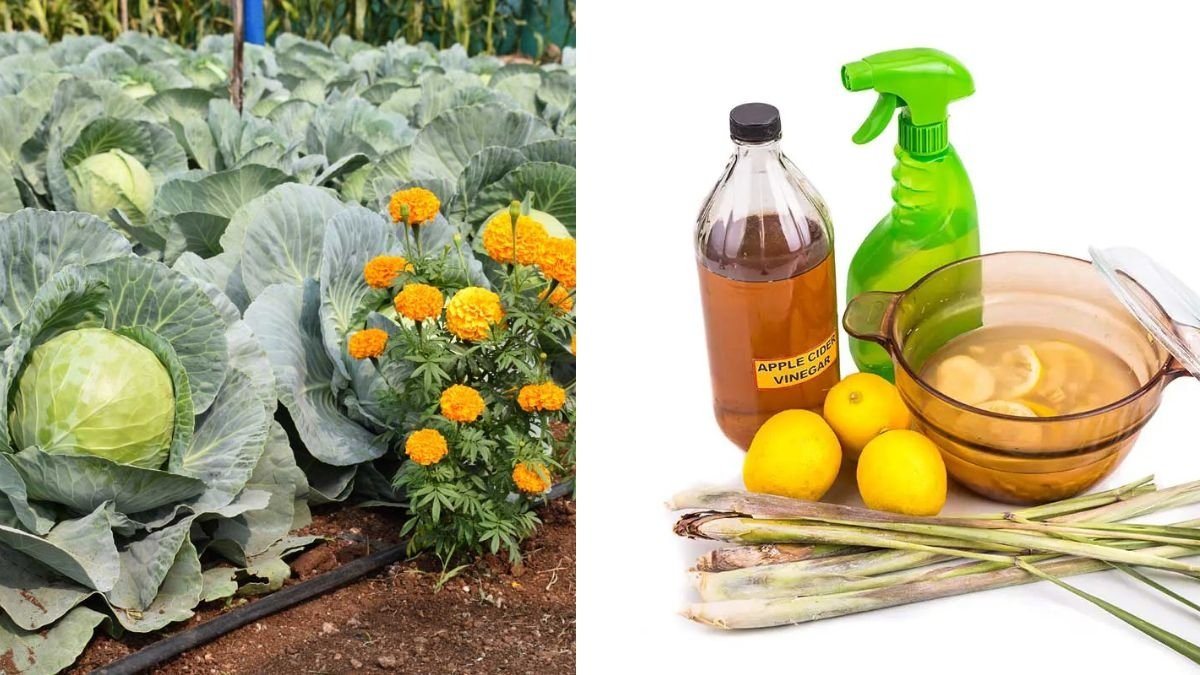 5 Companion Planting Secrets That Keep Bugs Away Naturally (A Gardener’s Guide to Pest-Free Plants)