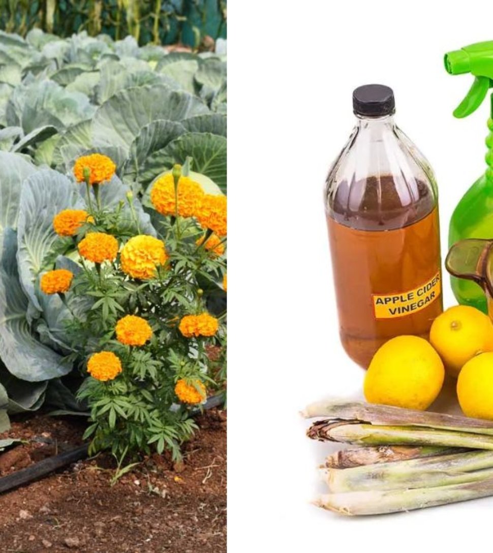 5 Companion Planting Secrets That Keep Bugs Away Naturally (A Gardener’s Guide to Pest-Free Plants)