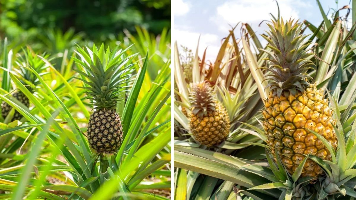 How to Grow a Pineapple Plant: Step-by-Step Complete Guide for Beginners