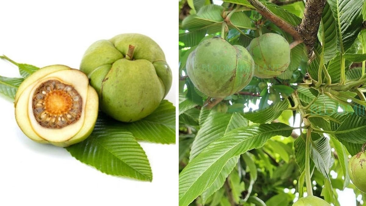 Which Country Is the Largest Elephant Apple Producer in the World?