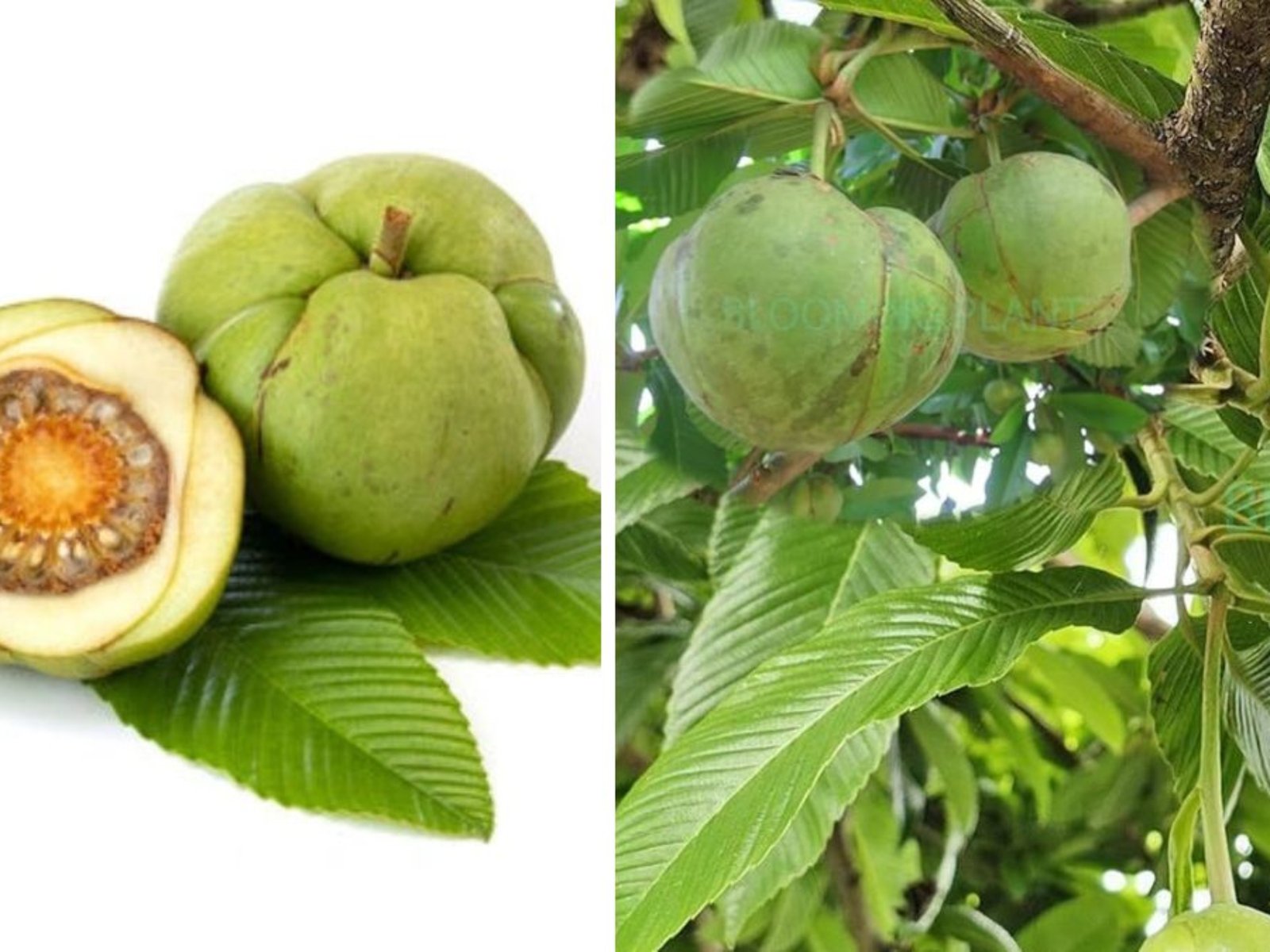 Which Country Is the Largest Elephant Apple Producer in the World?