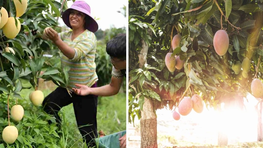 Which Country Is the Largest Mango Producer in the World?
