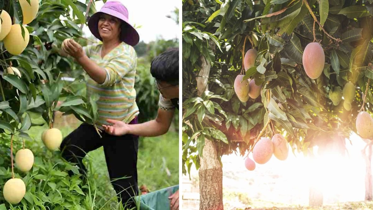 Which Country Is the Largest Mango Producer in the World?