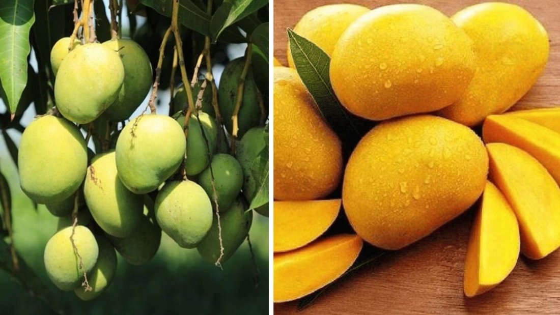 Which Country Is the Largest Mango Exporter in the World?