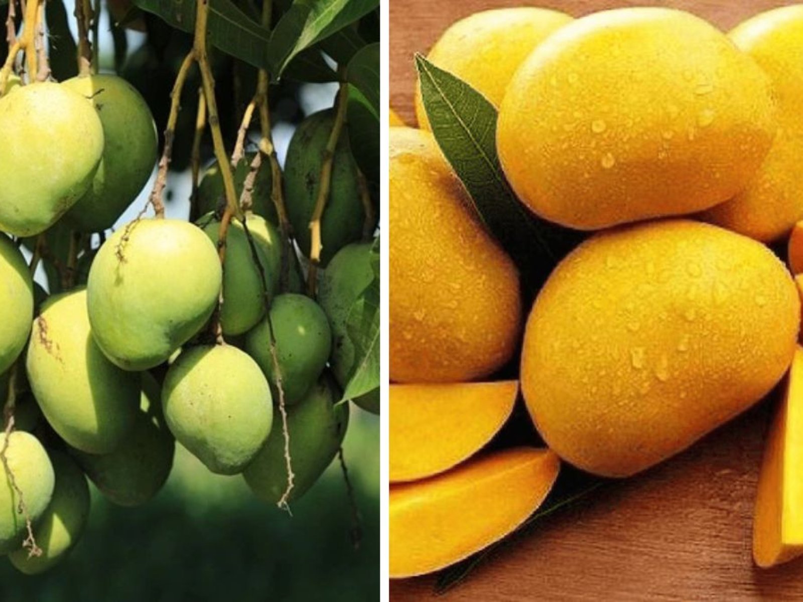 Which Country Is the Largest Mango Exporter in the World?