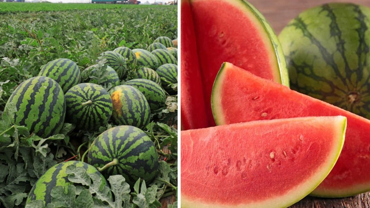 Which Country Is the Largest Watermelon Producer in the World?