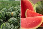Which Country Is the Largest Watermelon Producer in the World?