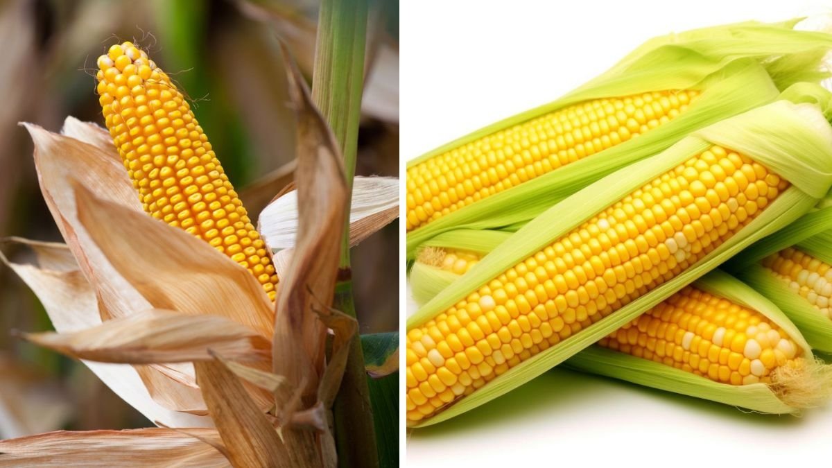 Which Country Is the Largest Sweet Corn Producer in the World?