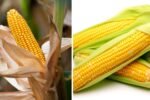 Which Country Is the Largest Sweet Corn Producer in the World?