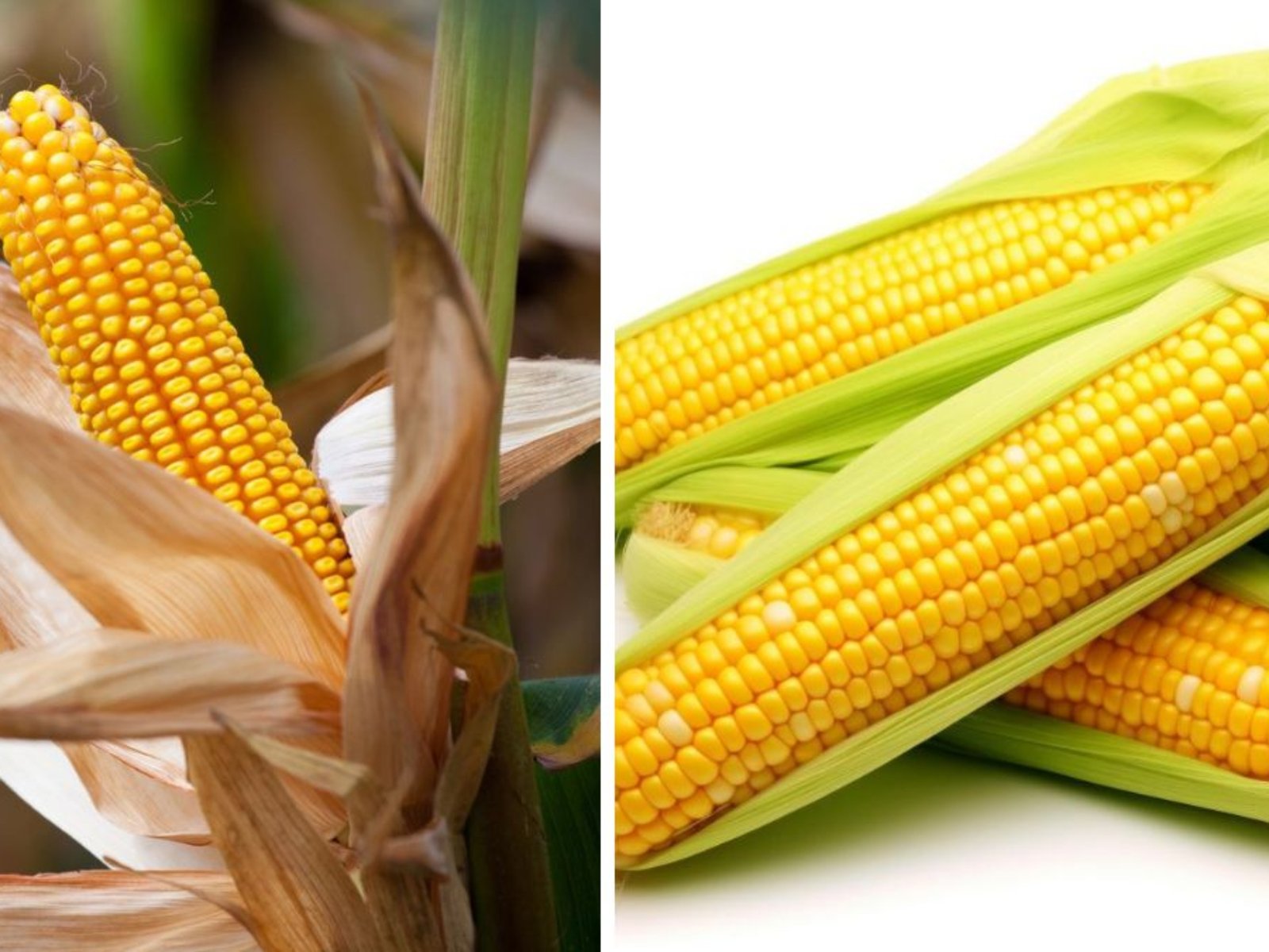 Which Country Is the Largest Sweet Corn Producer in the World?
