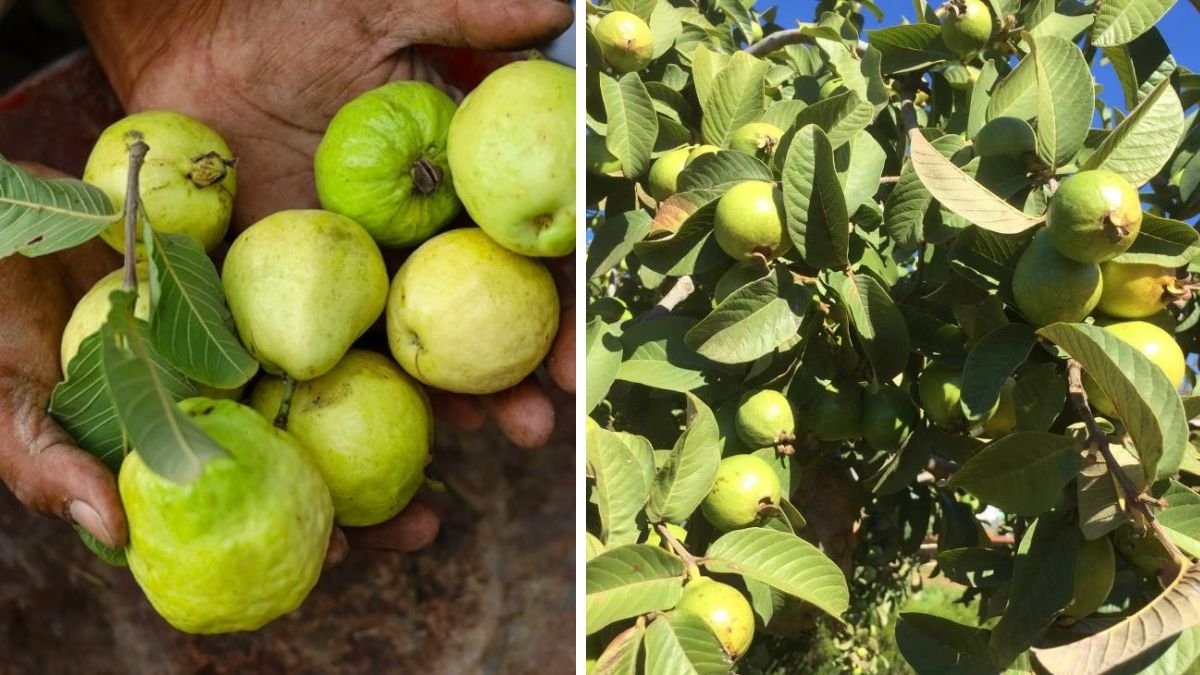 Which Country Is the Largest Guava Producer in the World?