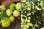 Which Country Is the Largest Guava Producer in the World?