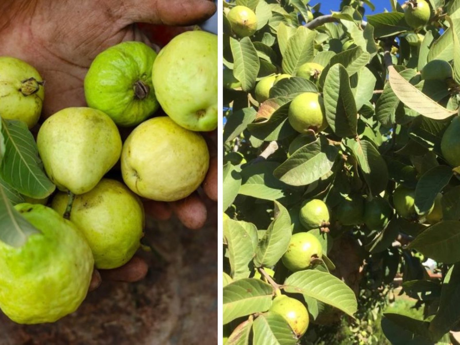 Which Country Is the Largest Guava Producer in the World?