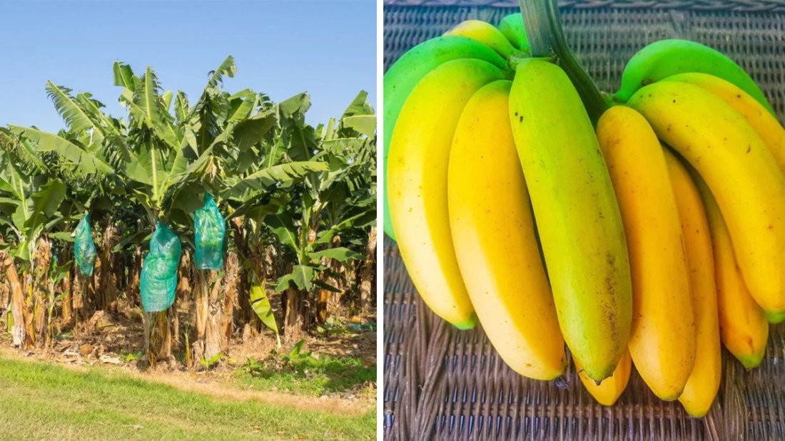 Which Country Is Famous for Producing the Most Bananas?