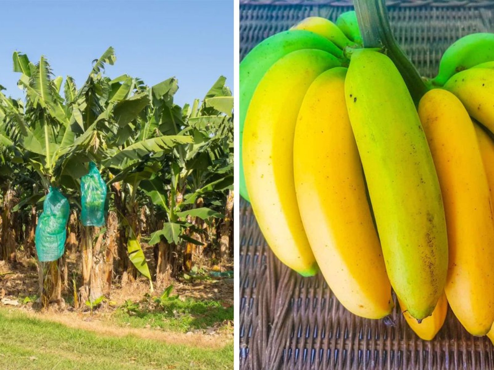 Which Country Is Famous for Producing the Most Bananas?