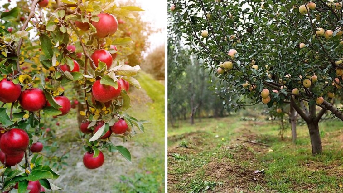 Which Country Is the Largest Apple Producer in the World?