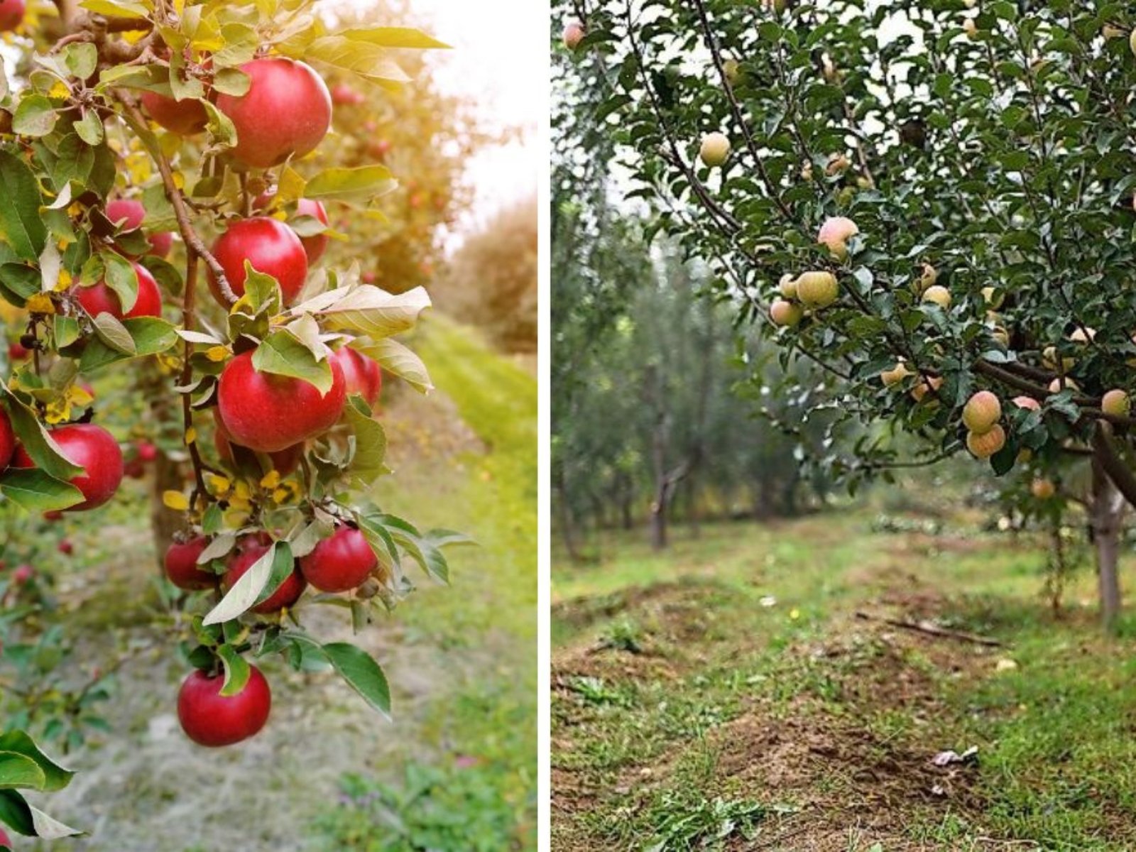 Which Country Is the Largest Apple Producer in the World?